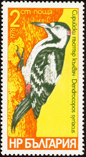 Colnect-732-681-Syrian-Woodpecker-Dendrocopos-syriacus.jpg