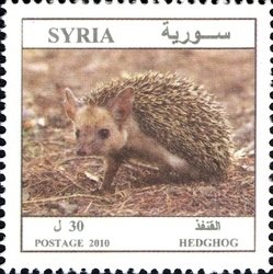 Colnect-1427-328-Long-eared-Hedgehog-Hemiechinus-auritus.jpg