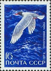 Colnect-194-401-Black-headed-Gull-Larus-ridibundus.jpg