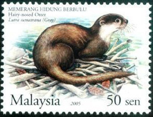 Colnect-2034-122-Hairy-nosed-Otter-Lutra-sumatrana.jpg