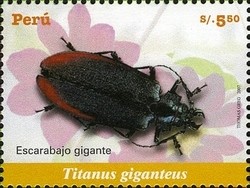 Colnect-1585-004-Titan-Beetle-Titanus-giganteus.jpg