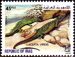 Colnect-1894-342-European-Green-Lizard-Lacerta-viridis.jpg