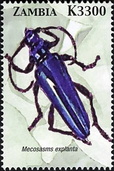 Colnect-3051-625-Longhorn-Beetle-Mecosaspis-explanta.jpg