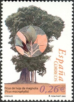 Colnect-594-562-Fig-Tree-Ficus-macrophylla.jpg