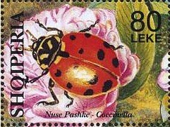 Colnect-1531-470-Ladybird-Coccinella-sp-with-12-spots-on-flower.jpg
