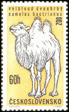 Colnect-441-144-Bactrian-Camel-Camelus-ferus-bactrianus.jpg