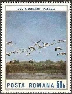 Colnect-744-615-Great-White-Pelican-Pelecanus-onocrotalus-in-Danube-Delta.jpg