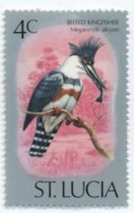 Colnect-945-399-Belted-kingfisher.jpg