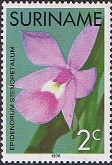 Colnect-1259-419-Epidendrum-Stenopetalum.jpg