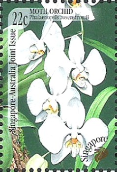 Colnect-2336-164-Phalaenopsis-rosenstromii.jpg
