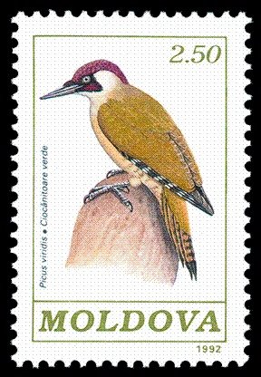 Colnect-348-276-Eurasian-Green-Woodpecker-Picus-viridis.jpg