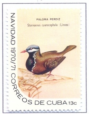 Colnect-2510-901-Partridge-pigeon---Starnoenas-cyanocephala.jpg