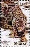 Colnect-3410-433-Snow-Leopard-Panthera-uncia.jpg