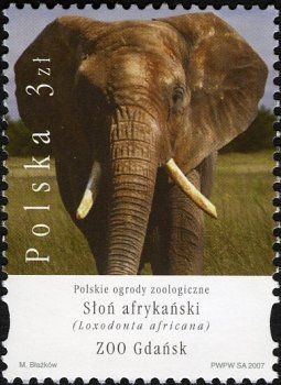 Colnect-3065-306-African-Elephant-Loxodonta-africana.jpg