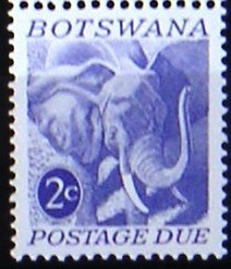 Colnect-555-203-African-Elephant-Loxodonta-africana.jpg