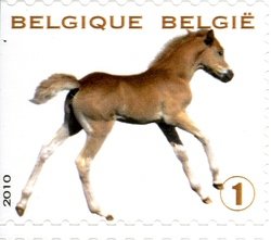 Colnect-619-082-Foal-Equus-ferus-caballus.jpg