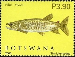 Colnect-1424-537-African-Tigerfish-Hydrocynus-vittatus-.jpg