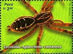 Colnect-1591-491-Wolf-Spider-Aglaoctenus-castaneus.jpg