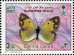 Colnect-1729-748-Butterfly-Colitis-calas.jpg