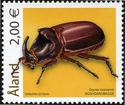 Colnect-439-567-European-rhinoceros-beetle-Oryctes-nasicornis.jpg