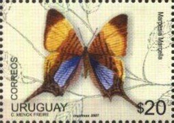 Colnect-455-107-Pansy-Daggerwing-Marpesia-marcella.jpg