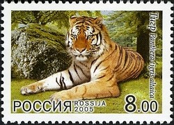 Colnect-612-150-Siberian-Tiger-Panthera-tigris-altaica.jpg