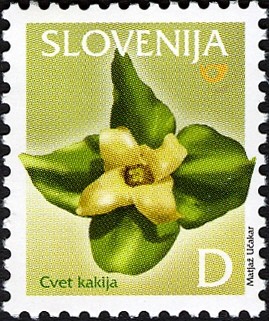Colnect-710-483-Persimmon-Flower.jpg