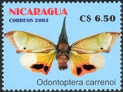 Colnect-911-719-False-Eye-Lantern-Bug-Odontoptera-carrenoi.jpg