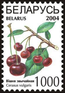 Colnect-1058-279-Cherries---Cerasus-vulgaris.jpg