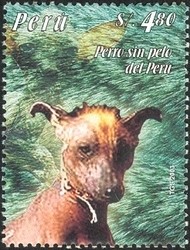 Colnect-1557-489-Peruvian-Hairless-Dog-Canis-lupus-familiaris.jpg