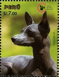 Colnect-1594-950-Peruvian-Hairless-Dog-Canis-lupus-familiaris.jpg