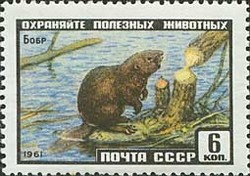 Colnect-858-774-Eurasian-beaver.jpg