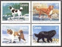 Colnect-209-649-Newfoundland-Dog.jpg