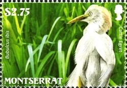 Colnect-1524-042-Cattle-Egret-Bubulcus-ibis.jpg