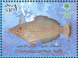Colnect-1729-775-Red-Sea-Longnose-Filefish-Oxymonacanthus-halli.jpg