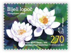 Colnect-3752-903-European-white-water-lily-Nymphaea-alba-L.jpg