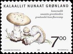 Colnect-519-462-Edible-fungi-in-Greenland.jpg