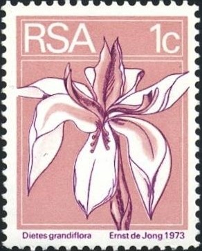 Colnect-779-882-Large-white-iris-Dietes-grandiflora.jpg