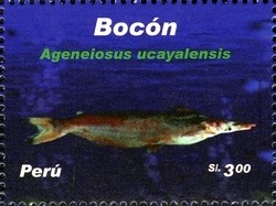 Colnect-1591-468-Driftwood-Catfish-Ageneiosus-ucayalensis-.jpg