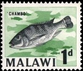 Colnect-3095-436-Chambo-Fish-Oreochromis-lidole.jpg