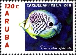 Colnect-1366-331-Foureye-Butterflyfish-Chaetodon-capistratus.jpg