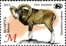 Colnect-2240-238-European-Mouflon-Ovis-orientalis-musimon.jpg