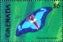 Colnect-5753-159-Butterfly-Prepona-pheridamas.jpg