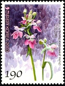 Colnect-1606-186-Orchis-graminifolia-Reichb-fil-Tang-et-Wang.jpg