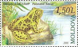 Colnect-800-304-Common-Spadefoot-Toad-Pelobates-fuscus.jpg