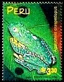 Colnect-1683-291-Amazon-Leaf-Frog-Agalychris-craspedopus.jpg