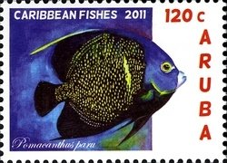 Colnect-1366-333-French-Angelfish-Pomacanthus-paru.jpg