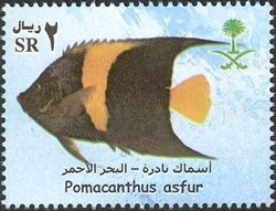 Colnect-1729-810-Arabian-Angelfish-Pomacanthus-asfur.jpg