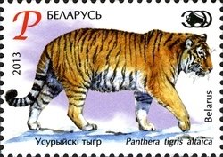 Colnect-2240-240-Siberian-Tiger-Panthera-tigris-altaica.jpg