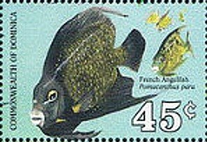 Colnect-2281-511-French-Angelfish-Pomacanthus-paru.jpg